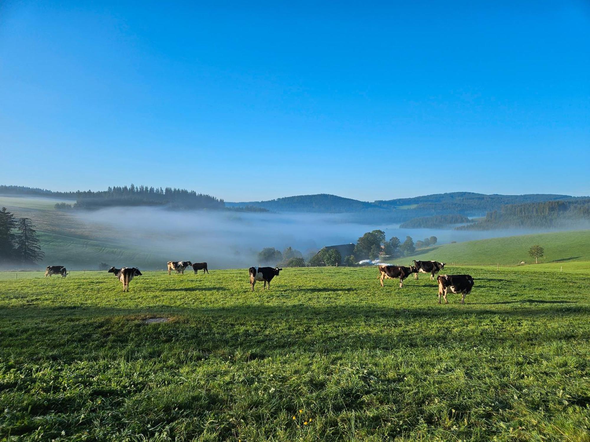 Lorenzenhaeusle Titisee-Neustadt Eksteriør billede